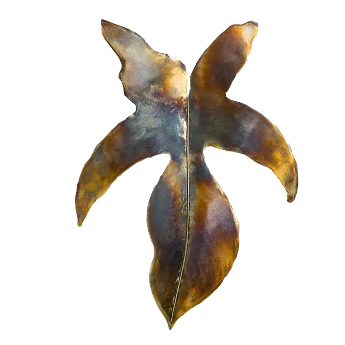 Floral Shield Series: Alocasia Regal Shield