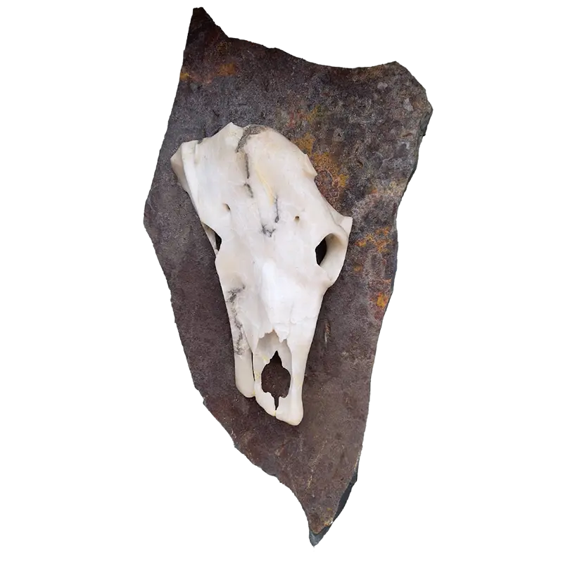 Skull Series: Alabaster Cow Skull