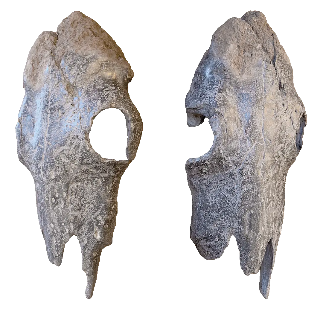 Skull Series: Desert Relic